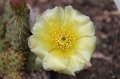 Opuntia fragilis